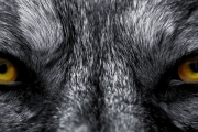 Łowca wilków