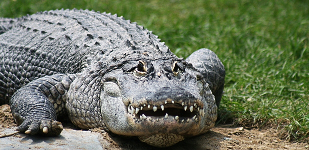 krokodyl 