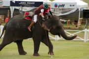 Polo na słoniu