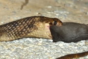Egipska Kobra