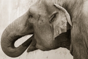 Gadający słoń
