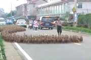 5000 kaczek na spacerze