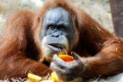 Orangutan zmuszany do nierządu