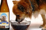 Piwo dla psów