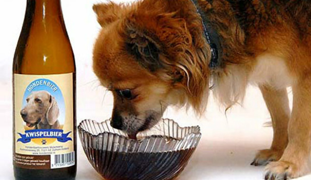 pies pijący piwo  