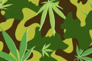 Armia będzie uprawiać marihuanę!
