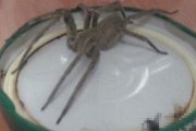 Jadowity pająk w polskim sklepie