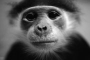 Udany przeszczep głowy małpy (UWAGA, drastyczne obrazy)