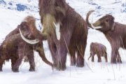 Wielki powrót mamutów