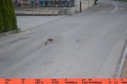 Fotoradar zrobił zdjęcie… kaczce – przekroczyła prędkość o ponad 20 km/h
