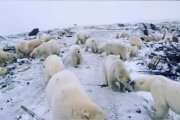 Masowa inwazja niedźwiedzi polarnych na Rosję