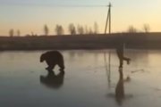 Rosja: jeździł na łyżwach przypięty do niedźwiedzia. Nagranie