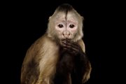 Połączenie człowieka i małpy - naukowcy pracują nad nowym eksperymentem