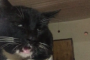 Kot TikTokera zjadł ciastko z marihuaną. Użytkownicy aplikacji uznali to za wyjątkowo śmieszne