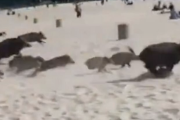 Dziki terroryzują plażowiczów. Turyści trafili do złej dzielnicy