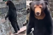 Skandal w chińskim zoo. Niedźwiedź zabalował, a na wybiegu zastąpił go człowiek [WIDEO]
