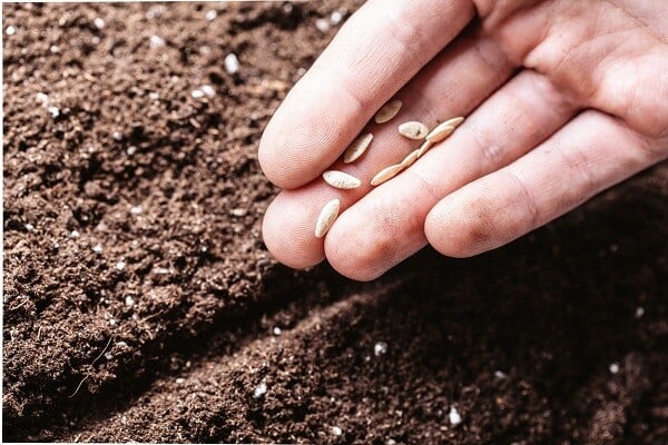 closeup-of-a-males-hand-planting-seeds-2022-06-09-14-05-11-utc-f82b5a8b13dcdb53885977110ffe1eb8-1_ef202e