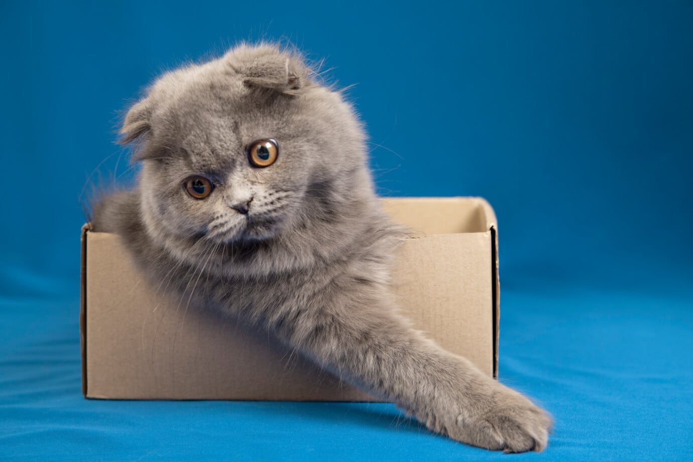 lovely-pet-portrait-isolated lovely-pet-portrait-isolated