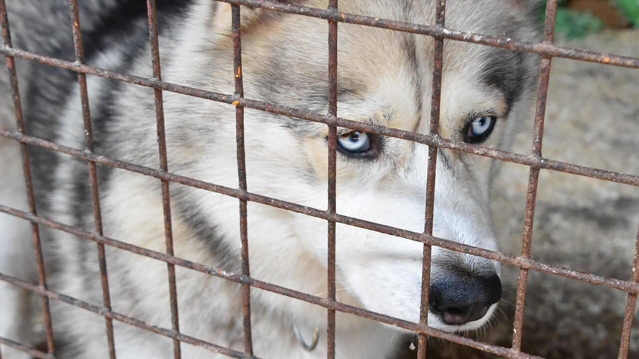 schronisko schronisko