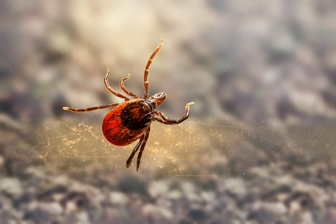 erik_karits-tick-7624874