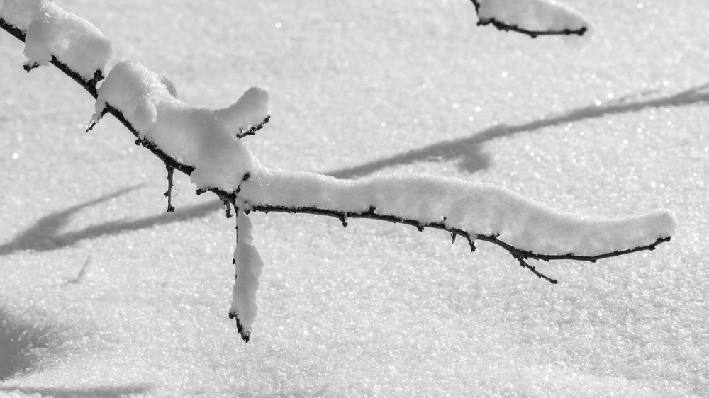 Śnieg na gałęzi