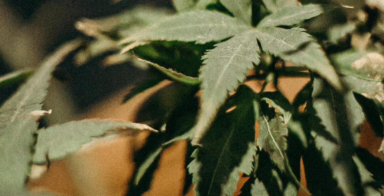 lecznicza marihuana