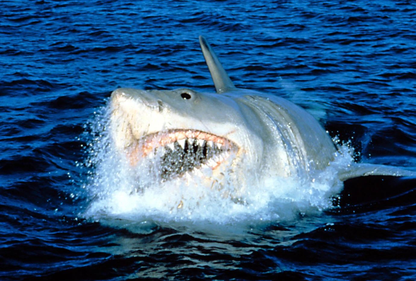 MSDJAWS_EC001.jpg MSDJAWS_EC001.jpg