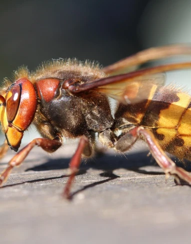 skovpallemand-insect-3341970_1280