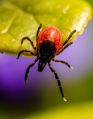 erik_karits-tick-7644666