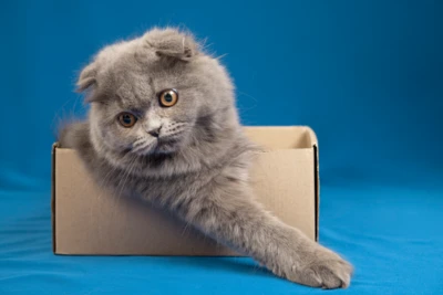 lovely-pet-portrait-isolated