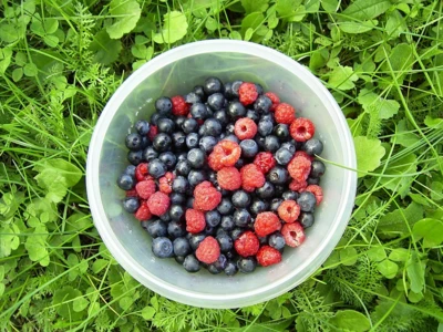 diogenes_3-berries-90861_1280