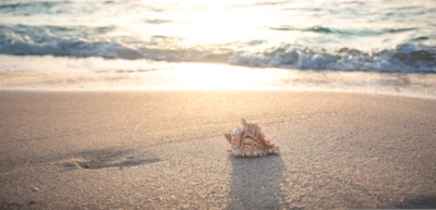 seth0s-beach-4301479