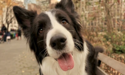 alihasadd25-dog-2997399_1280