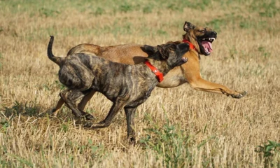 69a00975046ce-dfeeaf0bd94e