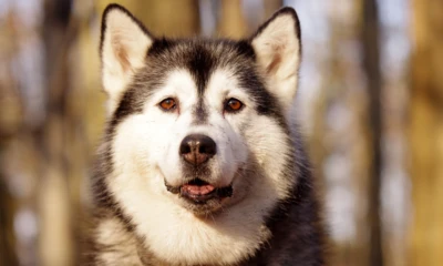 badamczak80-husky-1105338