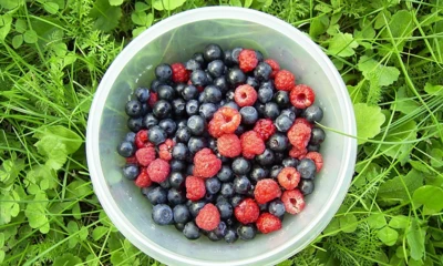 diogenes_3-berries-90861_1280