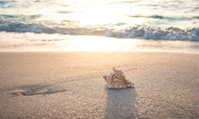 seth0s-beach-4301479