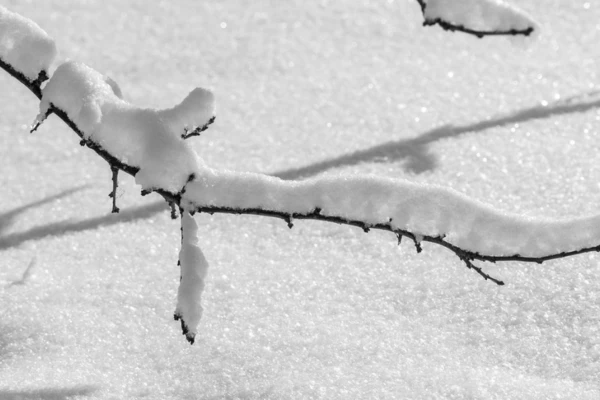 Śnieg na gałęzi