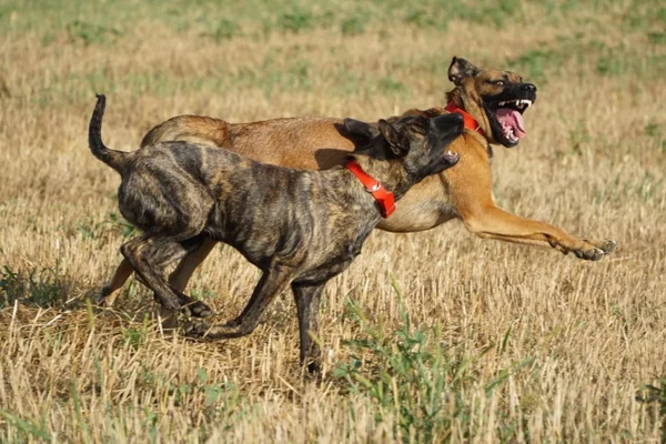 69a00975046ce-dfeeaf0bd94e