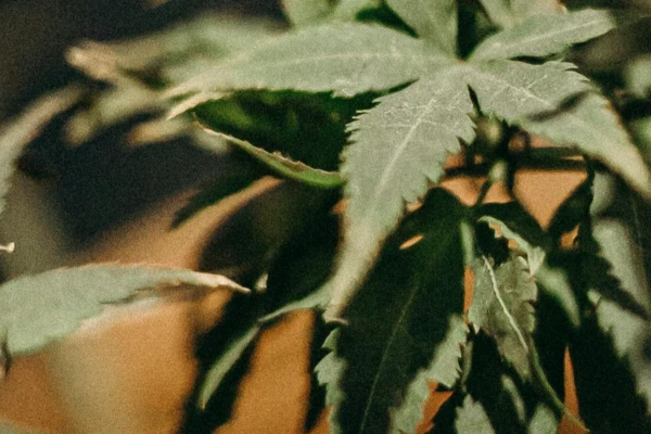lecznicza marihuana