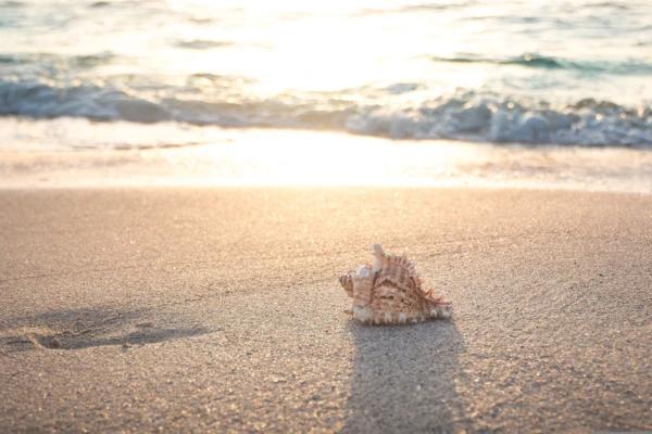 seth0s-beach-4301479