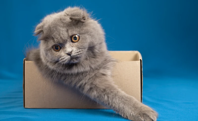 lovely-pet-portrait-isolated