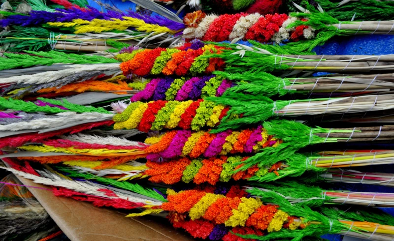 januszj-color-3240869