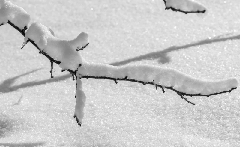 Śnieg na gałęzi