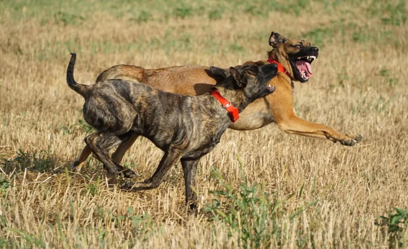 69a00975046ce-dfeeaf0bd94e 69a00975046ce-dfeeaf0bd94e