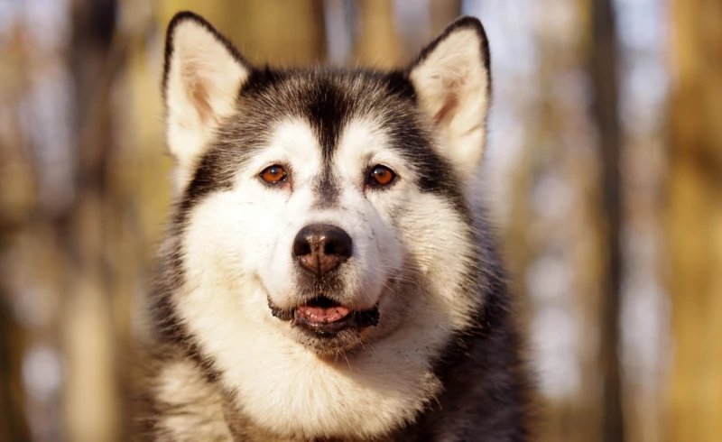 badamczak80-husky-1105338