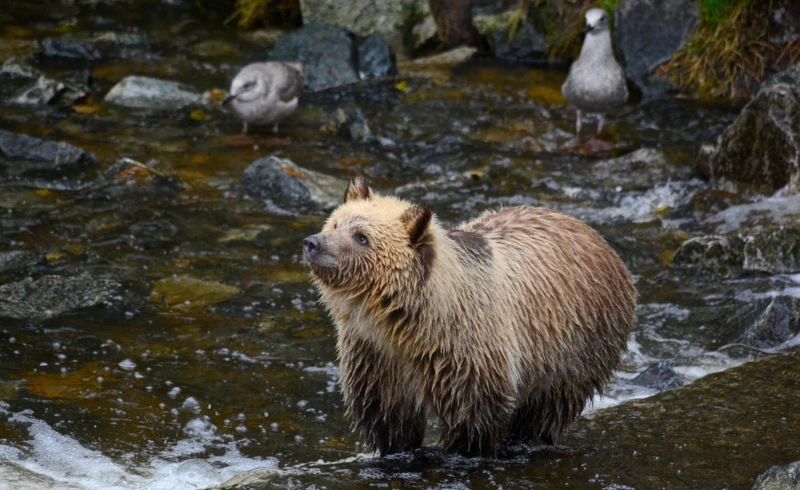 margskogland-grizzly-bear-6510170