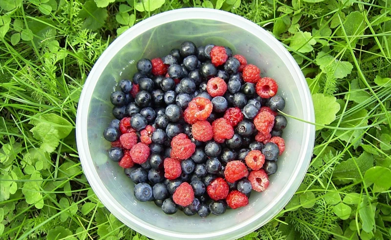 diogenes_3-berries-90861_1280