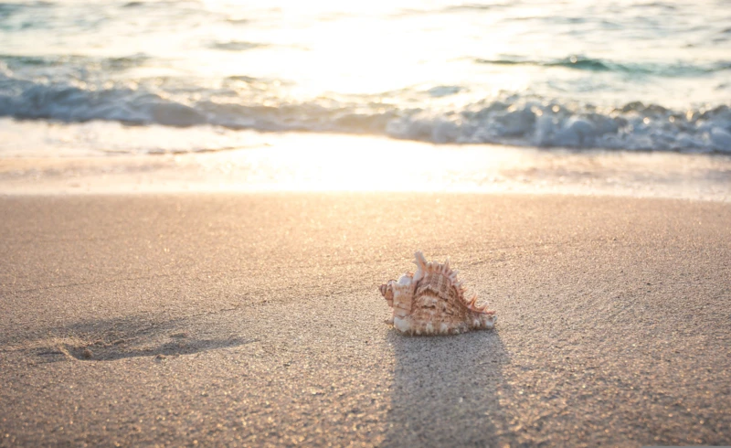 seth0s-beach-4301479