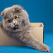 lovely-pet-portrait-isolated